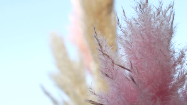 俗称潘帕斯草 是一种开花的植物 美丽的青草 粉色和浅黄色映衬着蓝天 被风吹得发亮 — 图库视频影像
