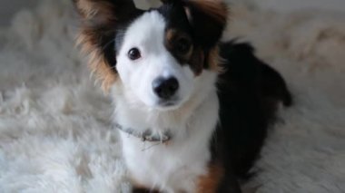 Küçük beden beyaz ve kahverengi saçlı, sarkık kulaklı köpek, çocukların yatak odasındaki yatakta, bir battaniyenin üzerinde yatıyor ve dikkatlice kameraya bakıyor ve burnunu hareket ettiriyor, yakın plan.