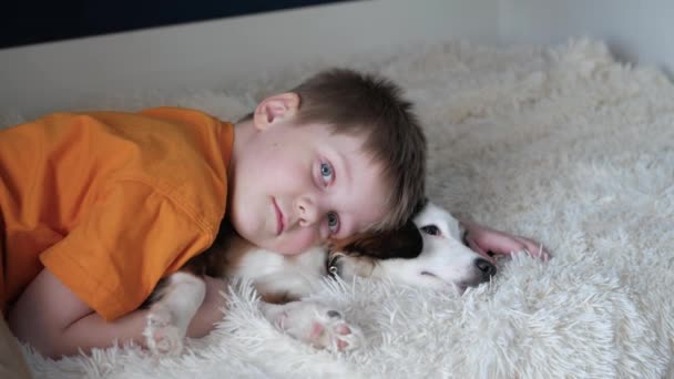 オレンジ色のTシャツ パンツの少年は 白と茶色の小さな犬の上に彼の寝室にあり クリームブランケットで覆われたベッドの上にあり 素敵な子犬を包含しています 犬は周りを見回す — ストック動画