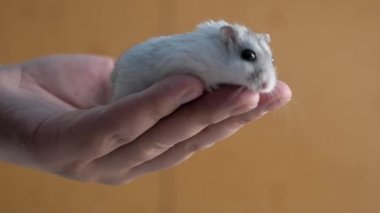 Küçük, tüylü ve sabunlu hamster dzungarik, kahverengi bir arka planda koyu gri çizgiler, yakın planda gri ahşap dokusu, bir adamın büyük elinde oturur ve etrafta koşar.