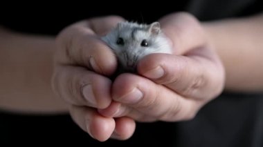 Küçük ve tüylü beyaz hamster, siyah gözlü, sırtında gri çizgileri olan, Jungarik cinsinden, saklanan ve tırmanan, siyah tişörtlü, parlak bir gündüz odasında, bir adamın elinde.