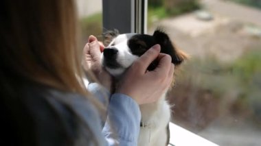 Güzel bir köpek, beyaz-kahverengi renk, apartmanın pencere eşiğinde oturuyor, gün ışığında, güzel bir kızın ellerinin yanakları tarafından çekiliyor, düğmeleri olan mavi gömlekli, yakın plan