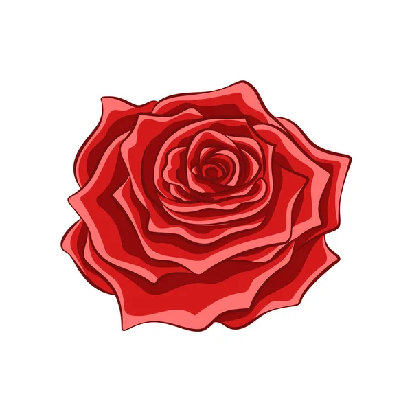 Rote Rose Blume Detaillierte Realistische Gestaltung Flache Vektorfarbene Cartoon Illustration — Stockvektor