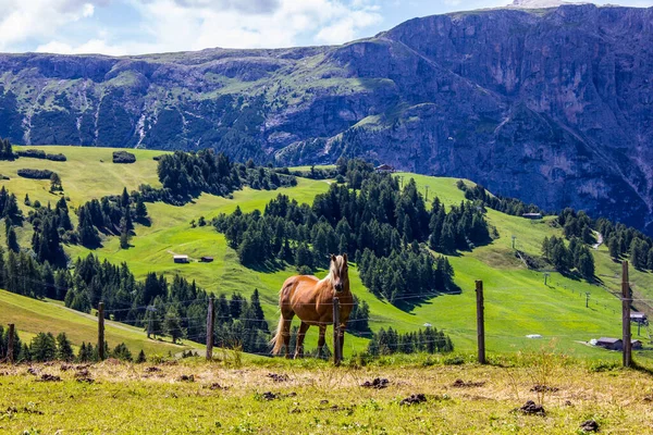 Caballo Dolomitas Fondo Alpe Siusi —  Fotos de Stock