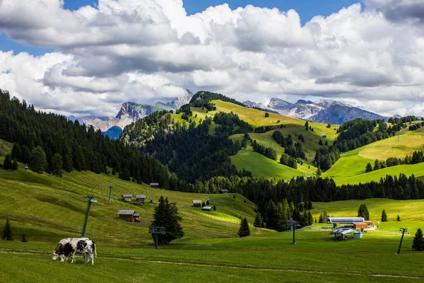 Koeien Grazen Alpe Suisi Italië — Stockfoto