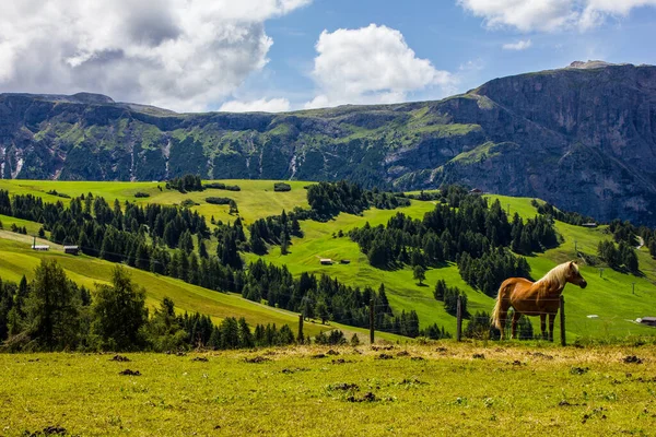 Vista Caballo Con Dolomitas Fondo —  Fotos de Stock