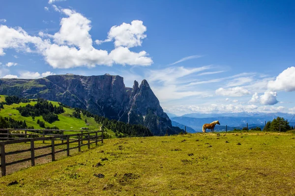 Uitzicht Santner Peak Een Paard Een Zomerdag — Stockfoto