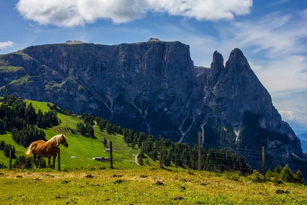 Een Horse Schlern Massif Santner Peak Een Zomer Dag — Stockfoto