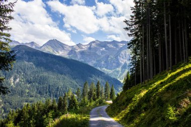 Arka planda Hintertux Buzulu 'nun tepesindeki dağlarla Orman' da yürüyüş patikası
