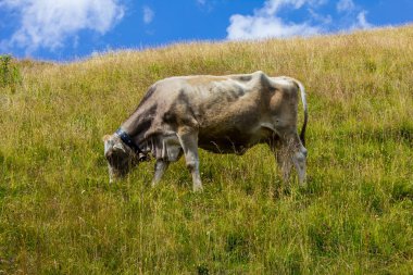 Smokinin üstündeki dağlarda otlayan inek, Tyrol.