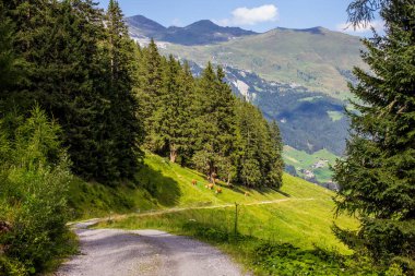 İnekler Hintertux 'un yukarısındaki Yürüyüş yolunda otluyor