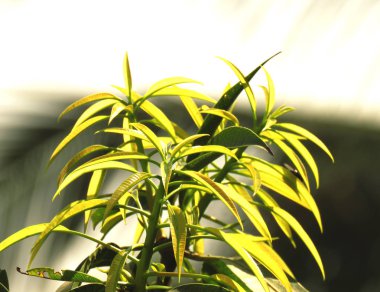 Bir mango ağacının yaprakları fotoğrafı