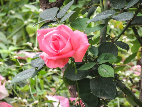 Pembe renkli gül bir closeup