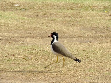 Wader aile kuş kırmızı wattled kız kuşu