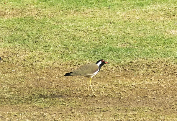 Oiseau de la famille des échassiers Lapwing à pattes rouges — Photo