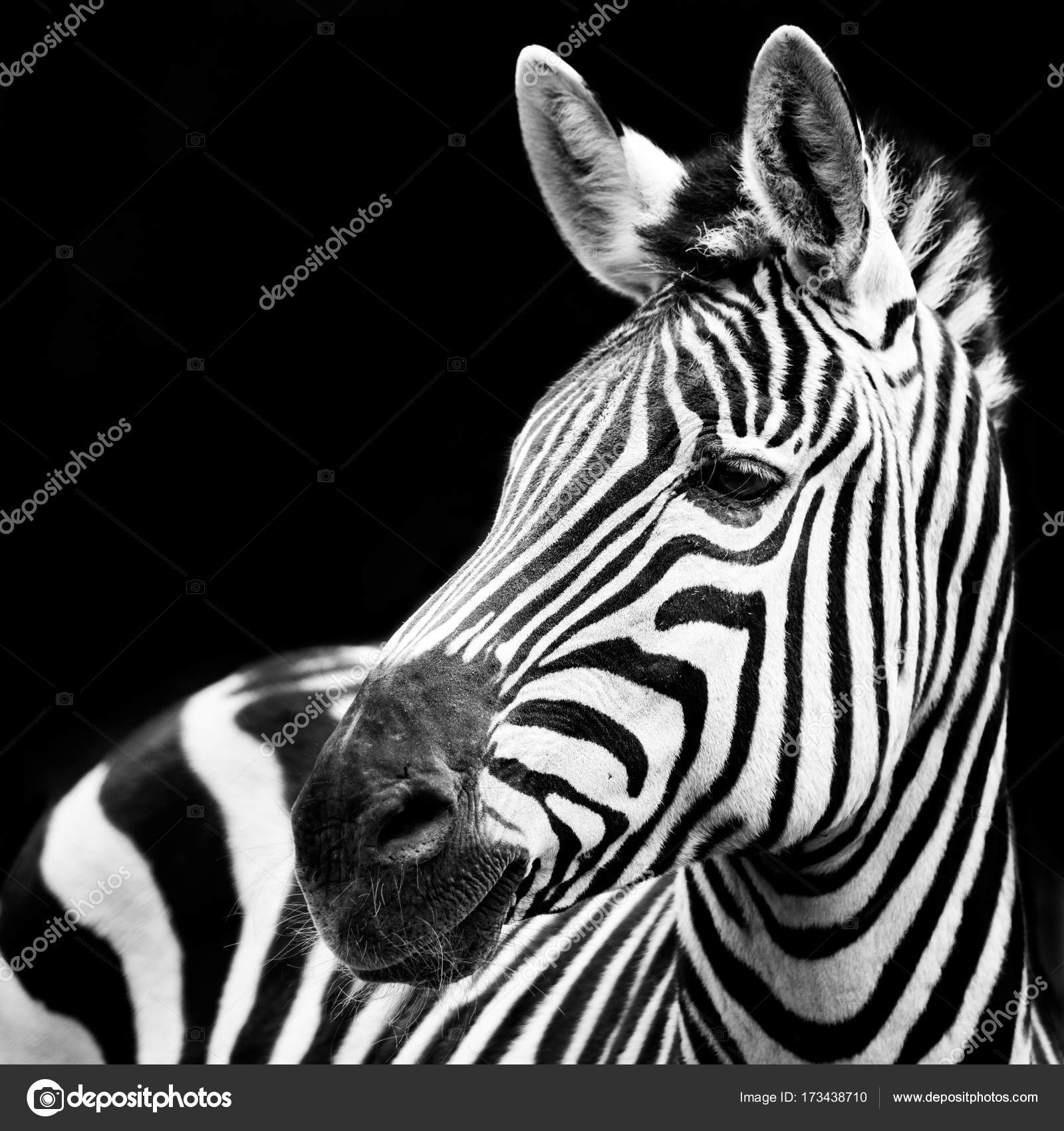 Plains Zebra Closeup Stock Photo by ©abzerit 173438710