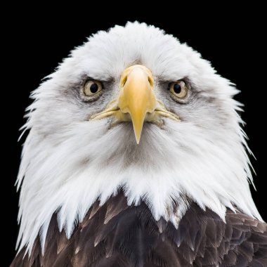 Bald Eagle XVIII