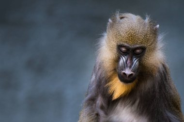 Mandrill'di portre V