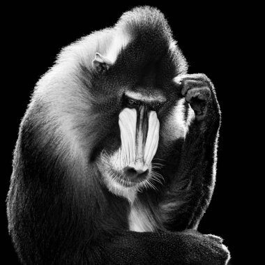 Mandrill'di X Bw