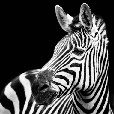 Ovalar Zebra portre