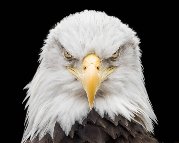 Bald Eagle X — 스톡 사진