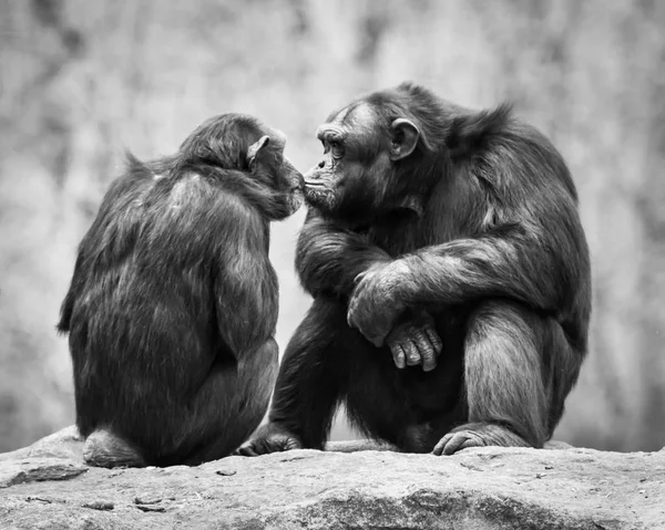 Schimpansenpaar i — Stockfoto
