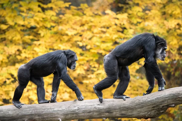 黑猩猩对 Iii — 图库照片