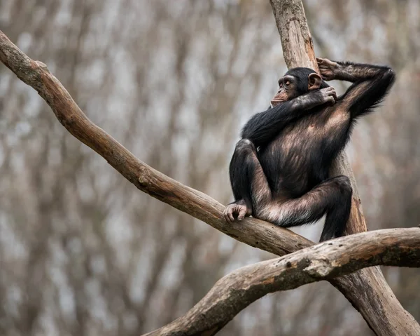 Chimpanzé Retrato V — Fotografia de Stock