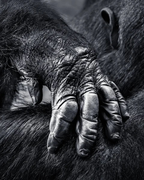 Gorilla kéz Vértes — Stock Fotó