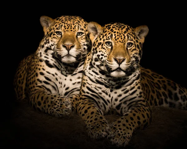 Jaguar пара V — стокове фото