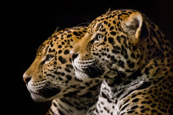 Jaguar çifti III — Stok fotoğraf