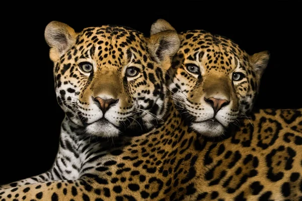 Jaguar ben çifti — Stok fotoğraf