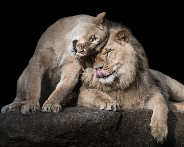 Löwen-Geschwister — Stockfoto