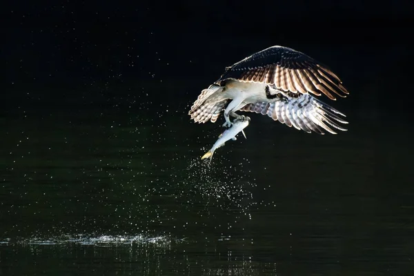 Osprey в польоті з Viii улов — стокове фото