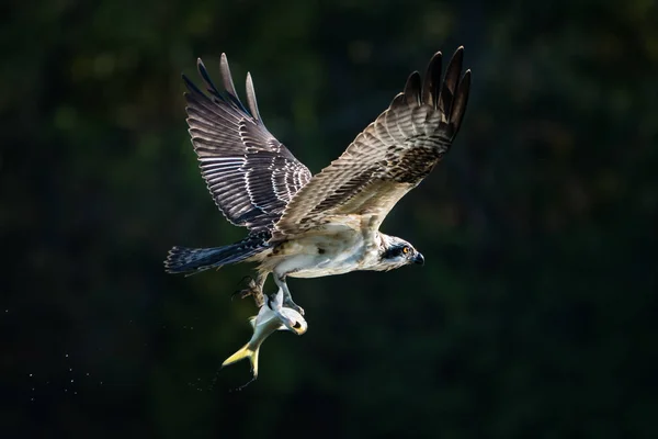 Orlovec říční v letu s Catch Xxx — Stock fotografie