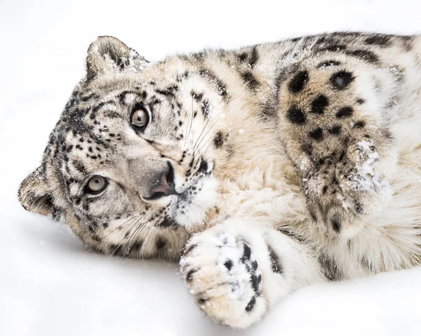 Oynak kar leoparı V — Stok fotoğraf