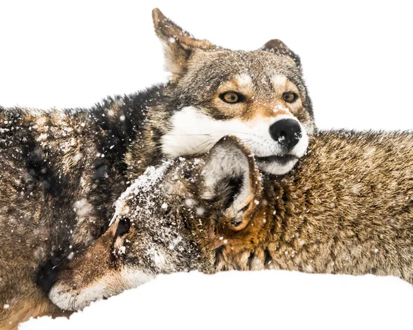 Par lobo vermelho na neve — Fotografia de Stock