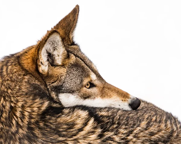 Lobo Vermelho na Neve IX — Fotografia de Stock