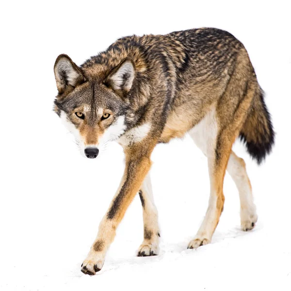 Red Wolf in Snow VIII — Stock Photo, Image