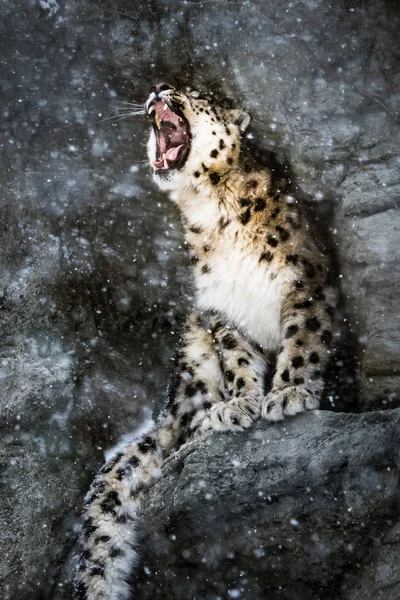 Snöleopard i snöstorm — Stockfoto