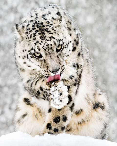 Leopardo de nieve en tormenta de nieve IV — Foto de Stock