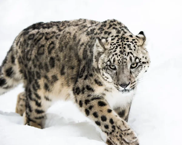 De Luipaard van de sneeuw op de jacht Iv — Stockfoto