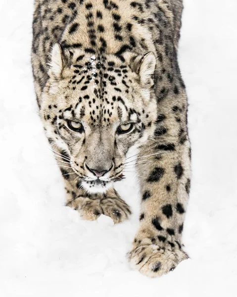 Snow Leopard al acecho X — Foto de Stock