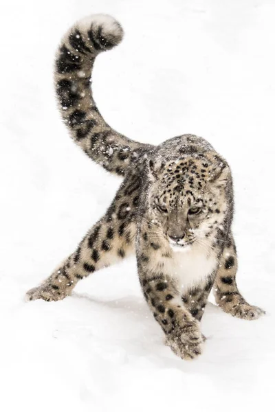 Leopardo da Neve na Prova VIII — Fotografia de Stock