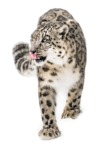 Сніговий леопард на провулку XIII — стокове фото