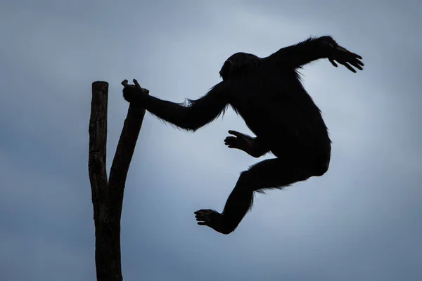 Schwungvoller Schimpanse — Stockfoto