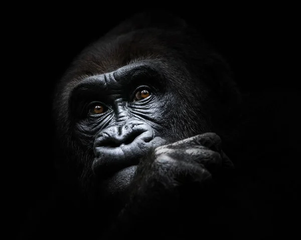 Westelijke laaglandgorilla Iii — Stockfoto