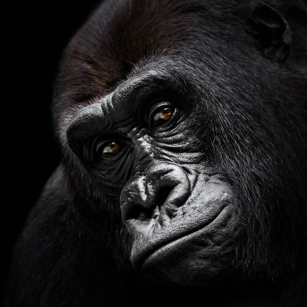 Western Lowland Gorilla VI — Stock Photo, Image