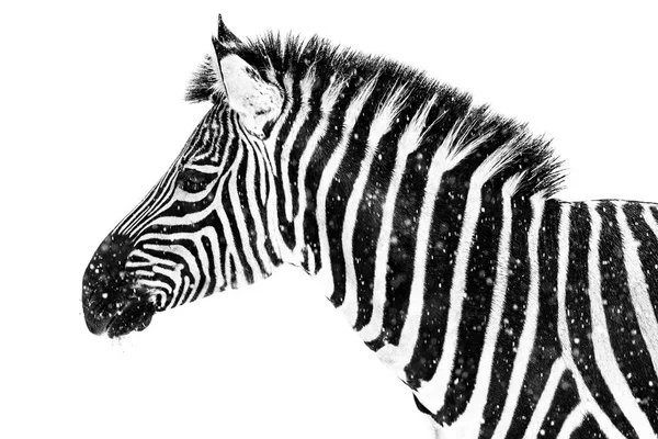 Zebra i snö Vii — Stockfoto