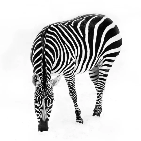 Zebra im Schnee — Stockfoto